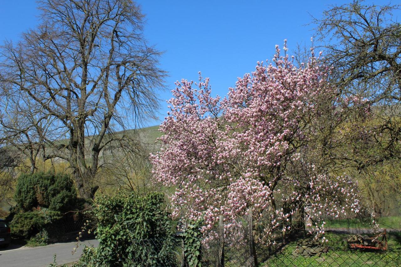 Freis In Brauneberg